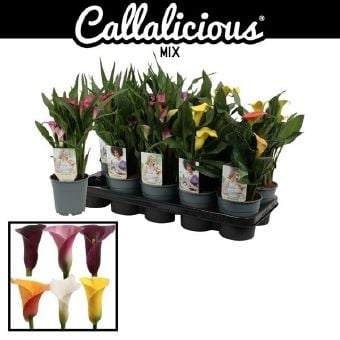 Кала Zantedeschia C12