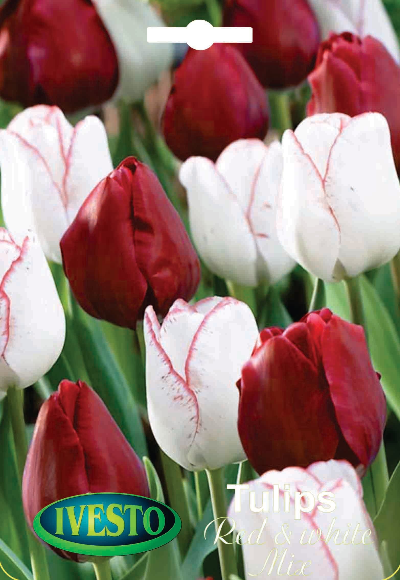 Луковици лале Red§white mix 3099