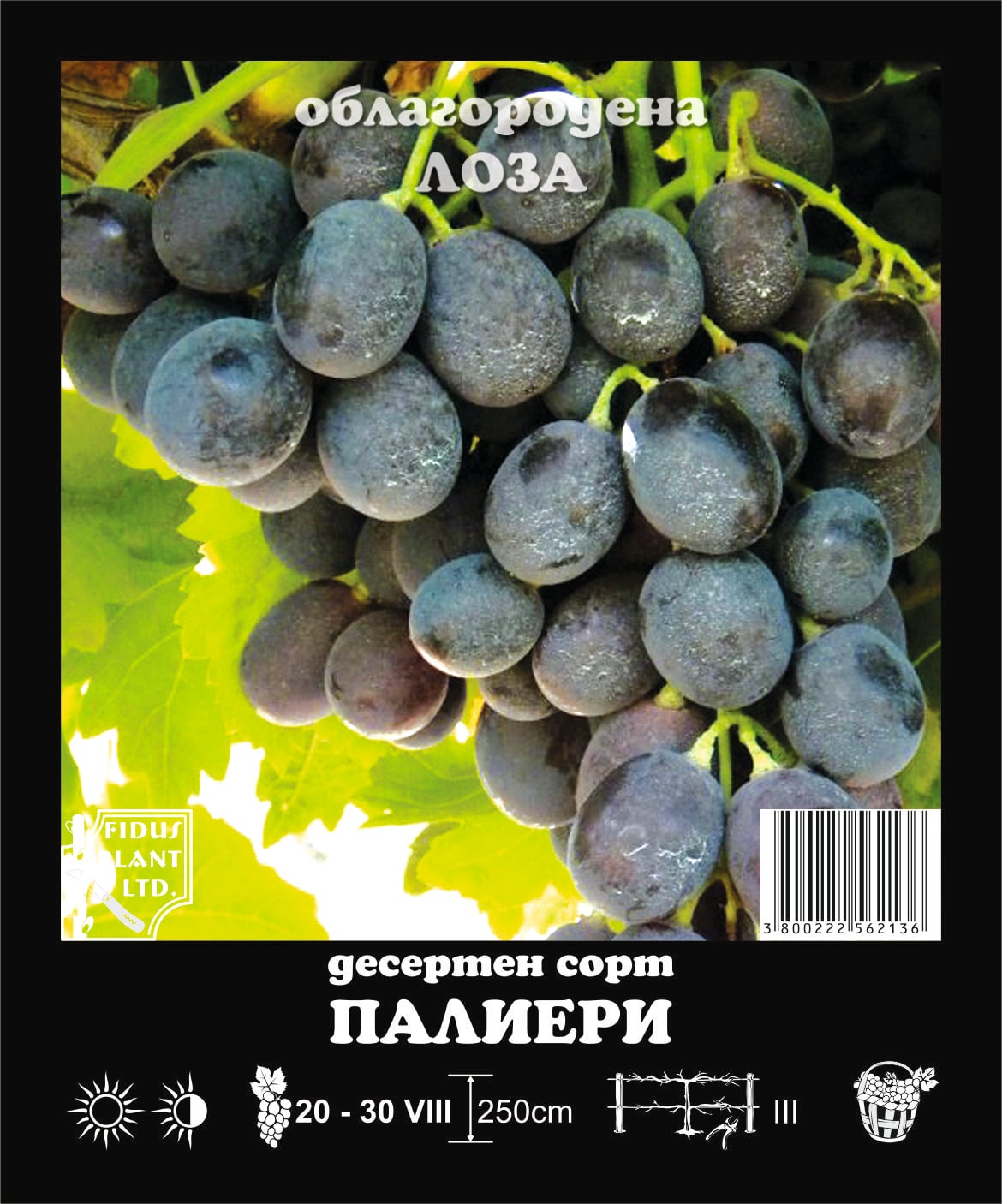Лоза-Палиери