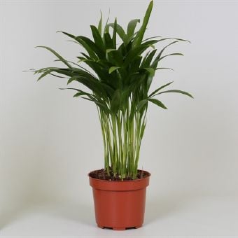 Палма Dypsis lutescens C12