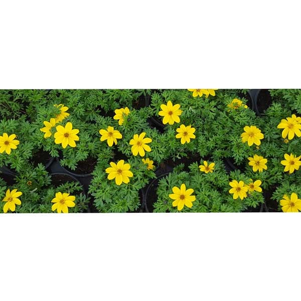 Биденс Bidens 9см