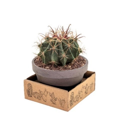 Микс кактуси Cactus basalt bowl С15