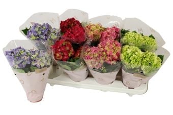 Хидрангея Hydrangea C10