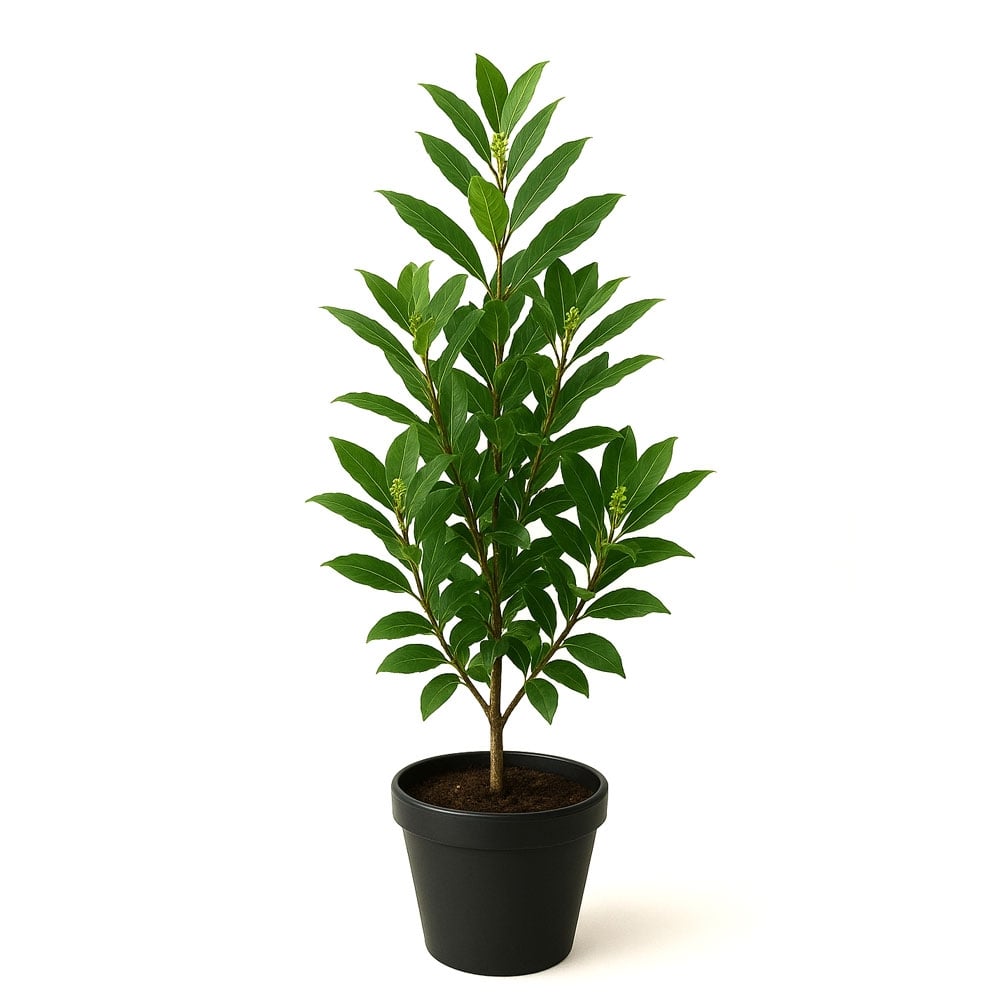 Лавровишна Rotundifolia C7 / 100-125см