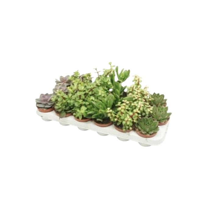Сукуленти Succulenten mix D8,5