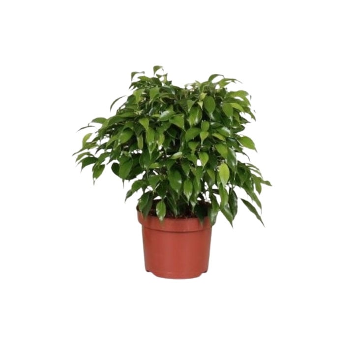 Фикус Бенджамин кинки Ficus Benj. Kinki C12 зелен