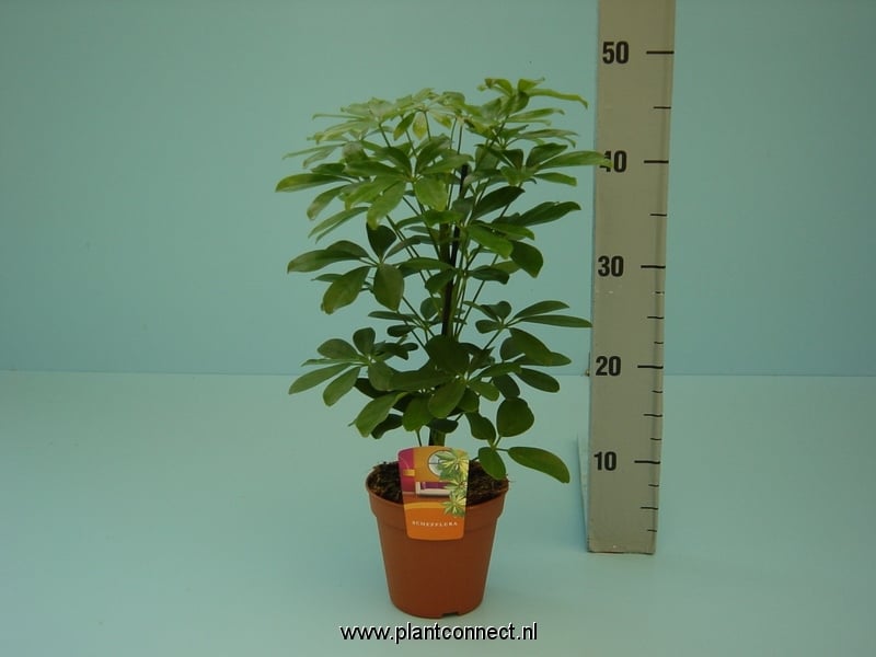 Шефлера Nora C13
